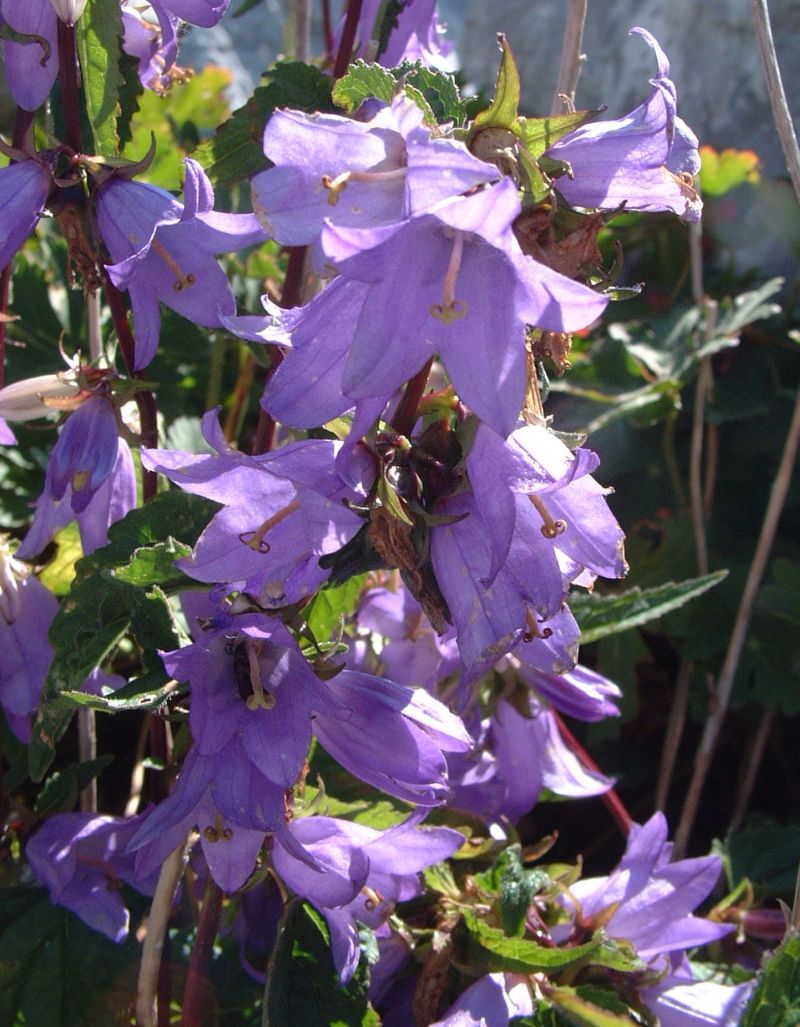 Campanula trachelium bianca / Campanula selvatica bianca